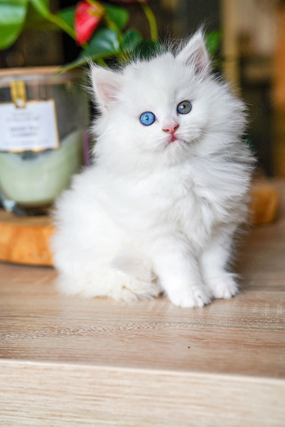 maincoon kitten 