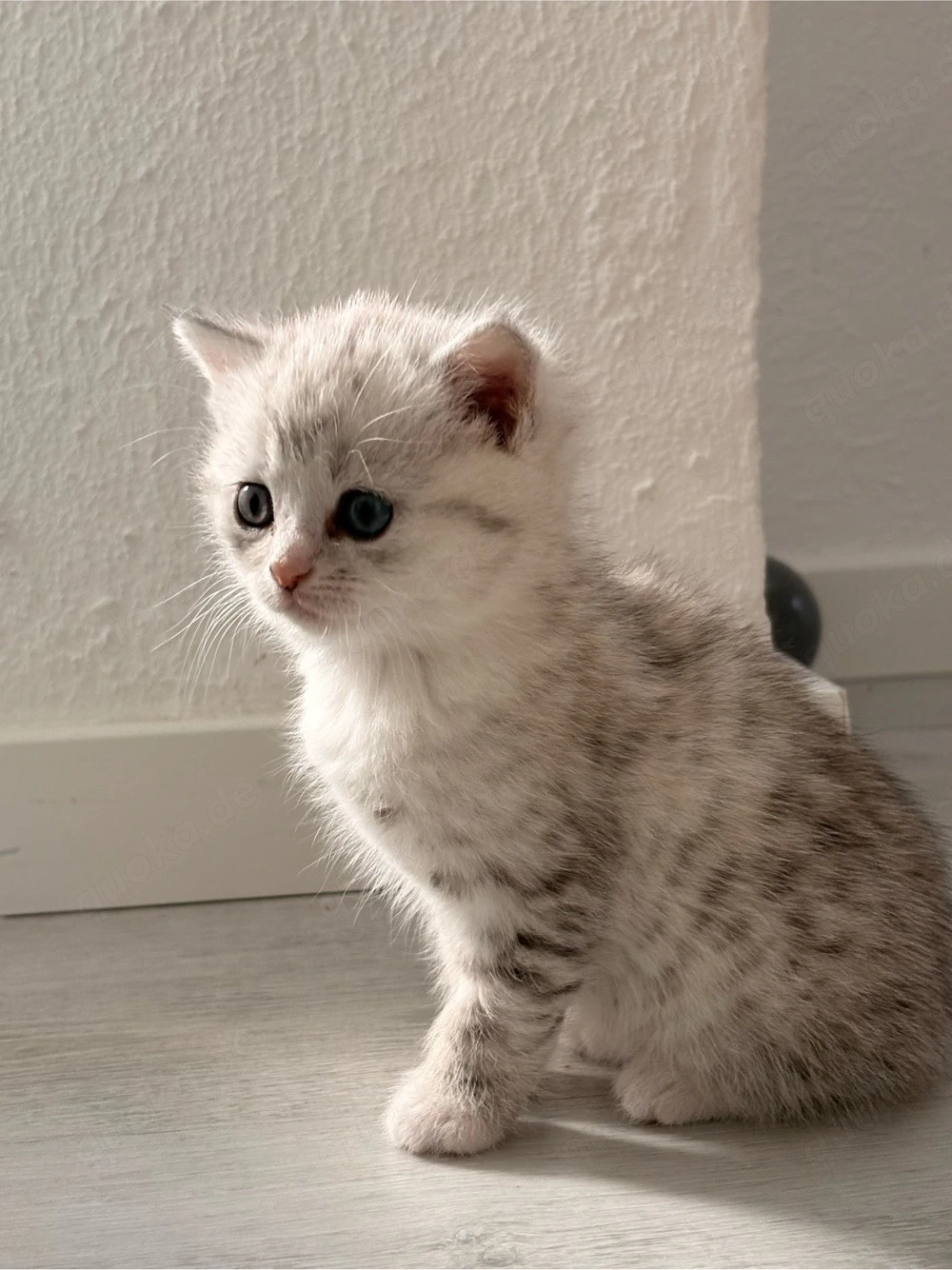BKH Kitten reinrassig 