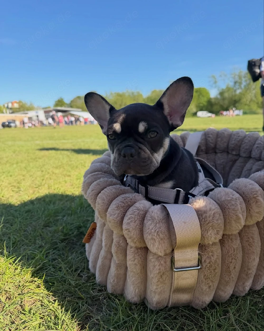 Französische Bulldoggenwelpe