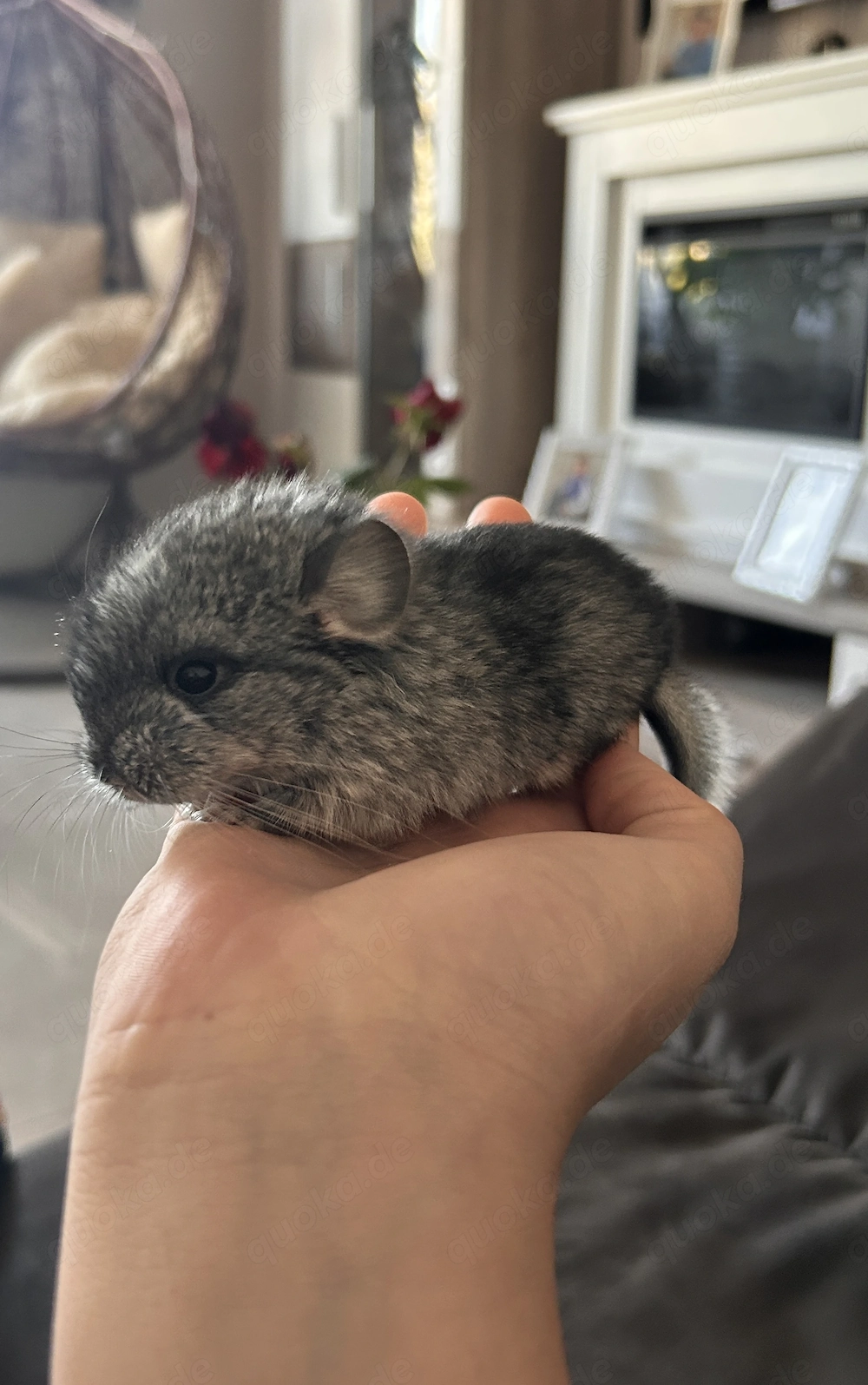 Chinchilla  Babys zwei Weibchen reservier bereit    
