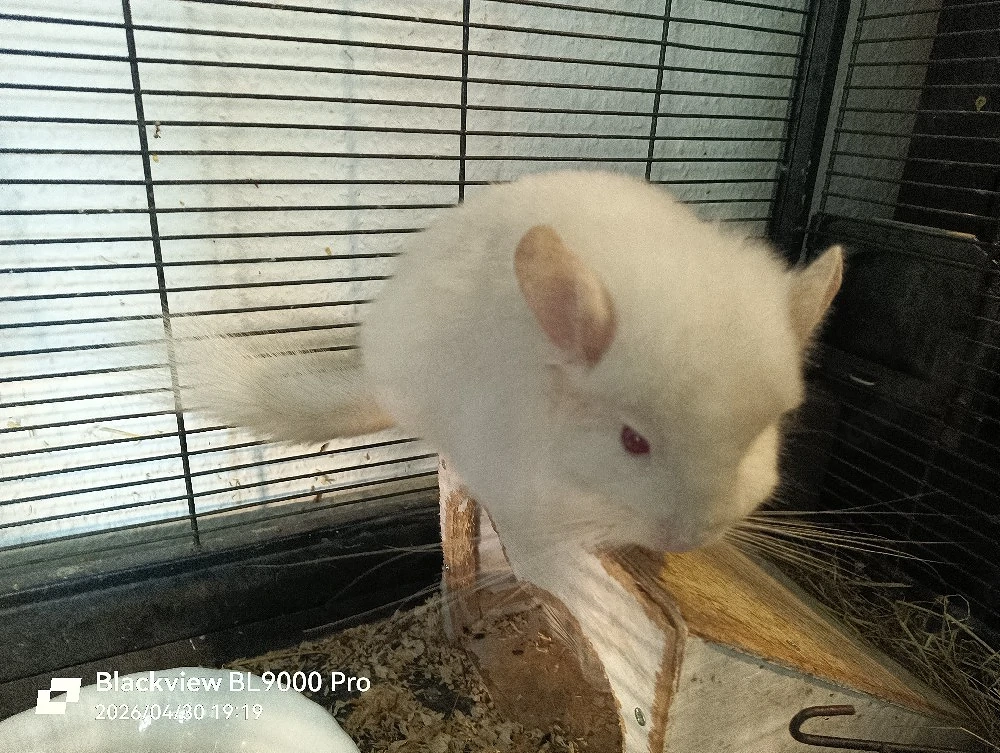 Zwei Angora Chinchilla Böckchen 