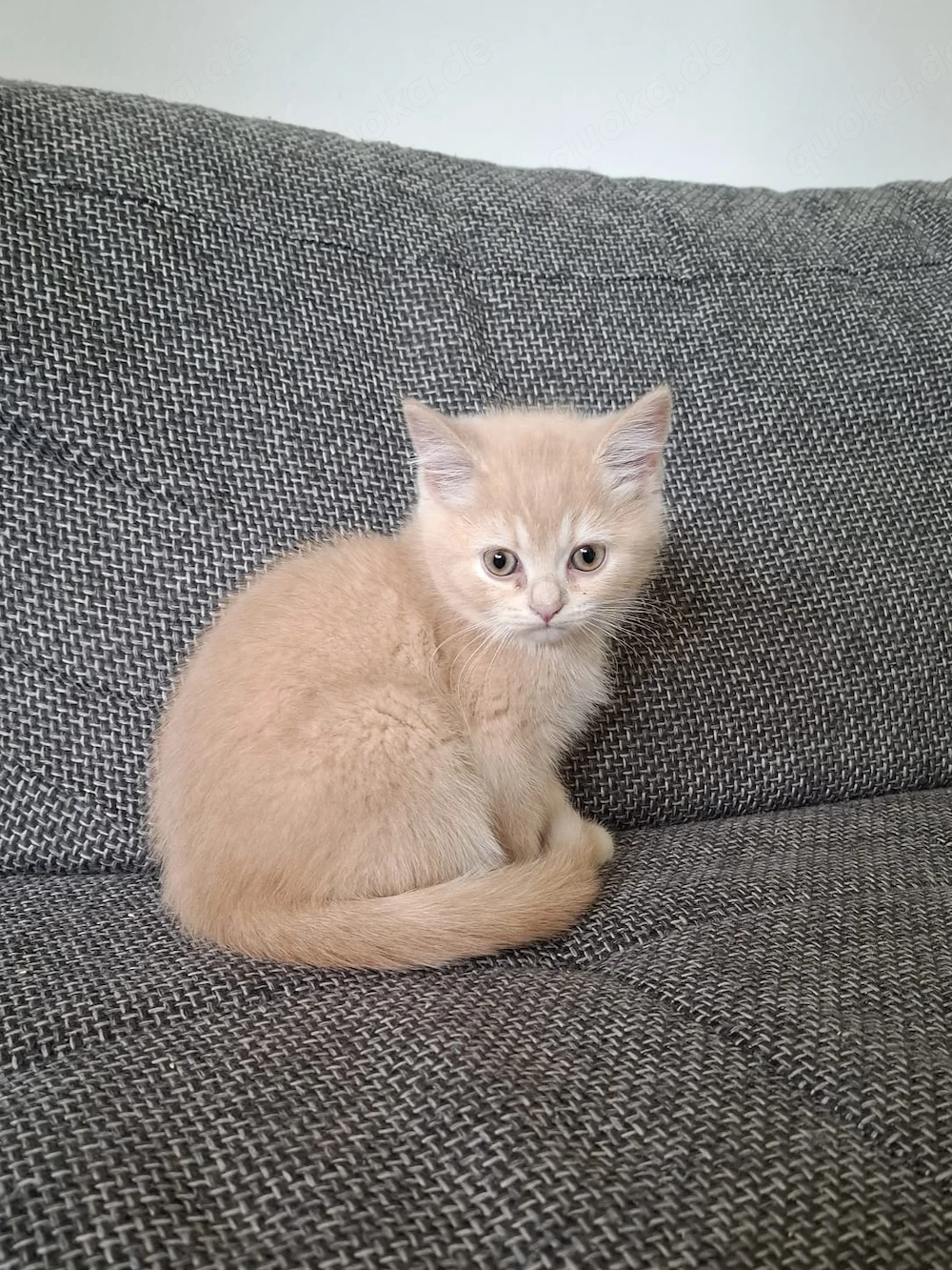BKH Kitten abgabebereit
