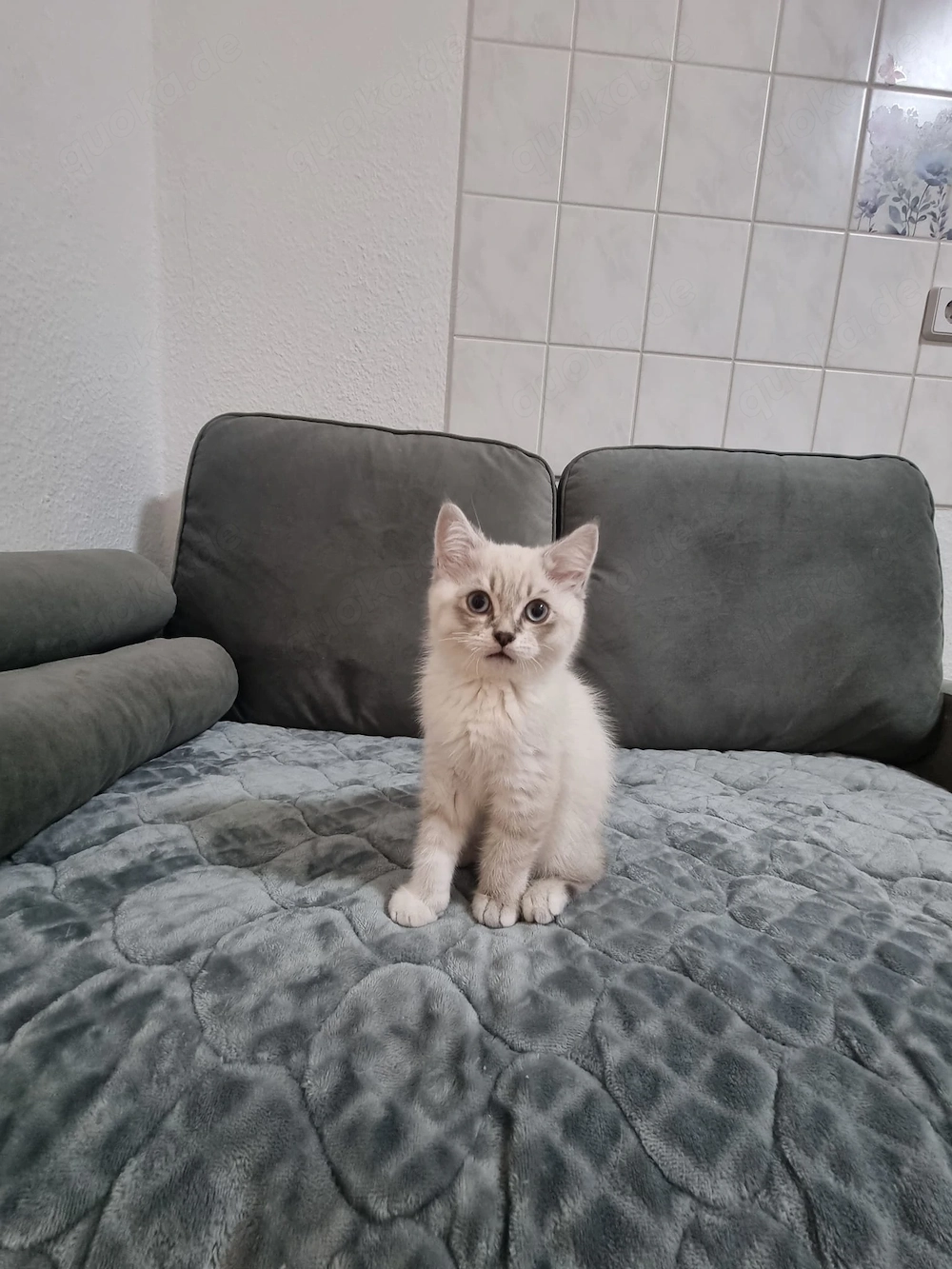 Süße BKH Kitten suchen ein liebevolles Zuhause 