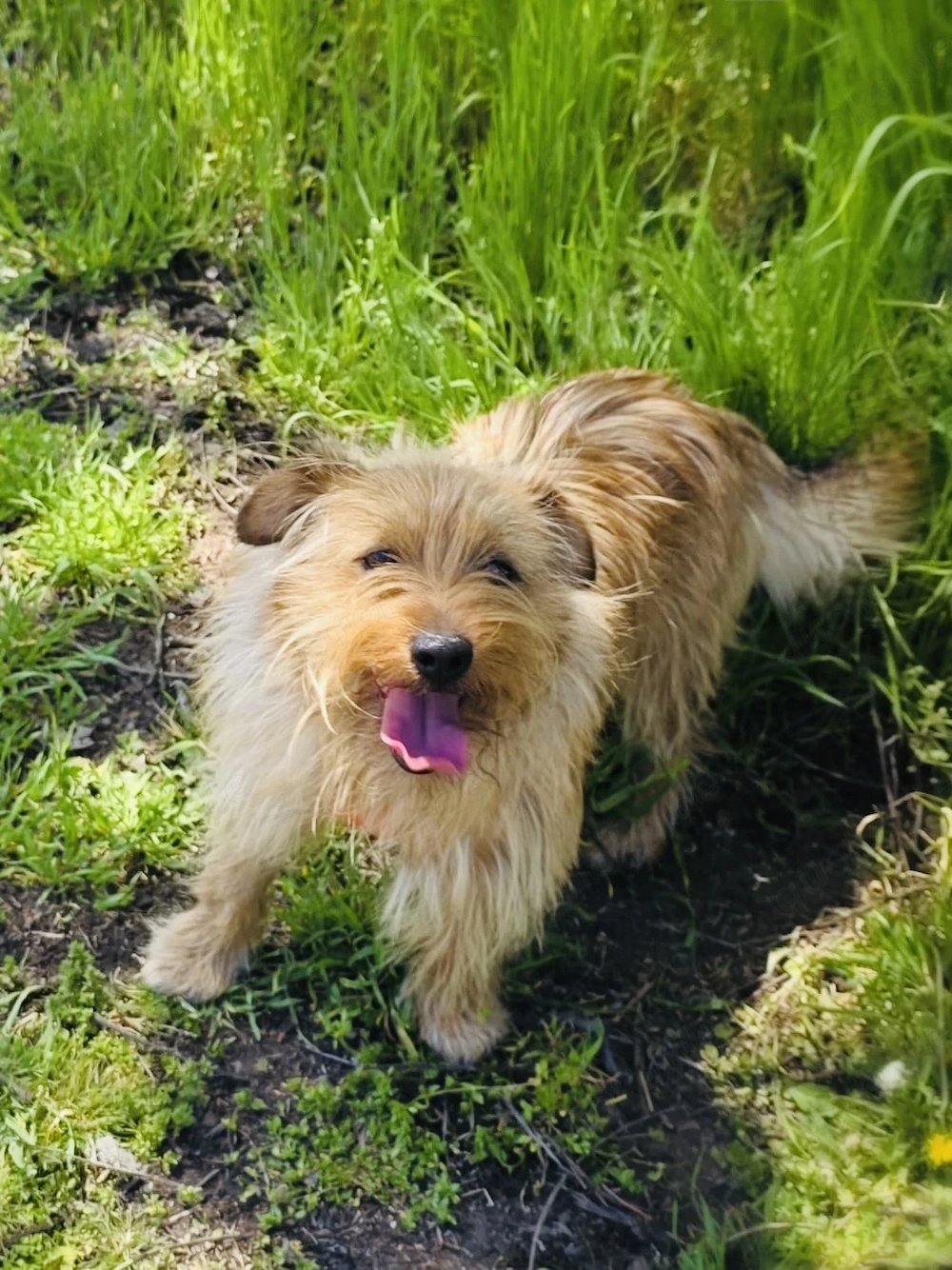 Roschko ein super lieber Terrier 