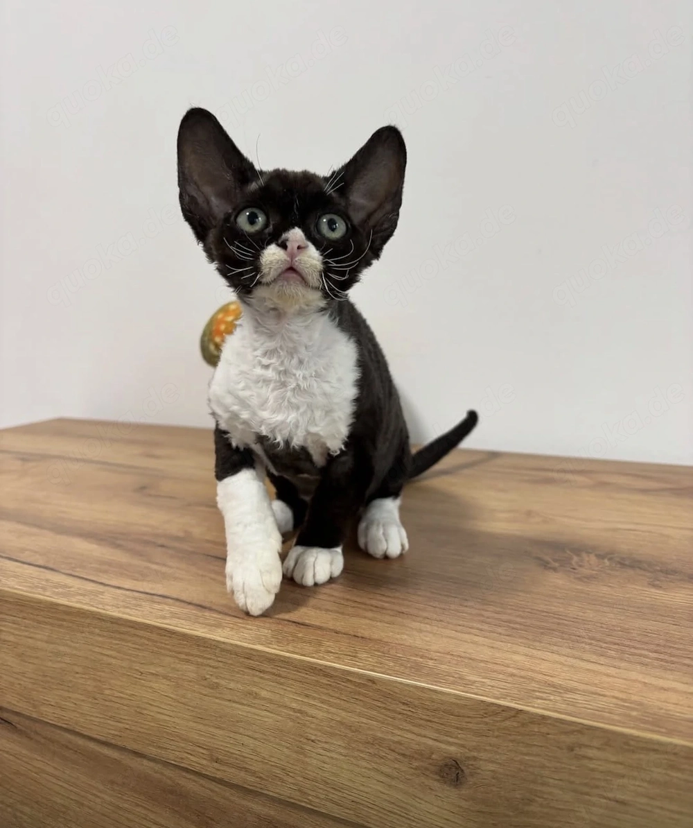 Devon Rex, betrügerische Anzeigen Warnung