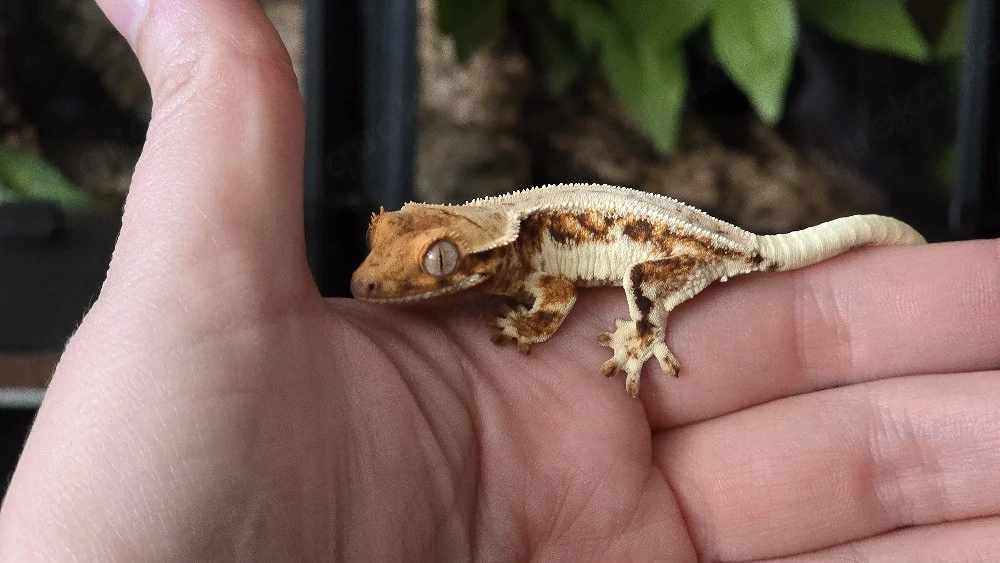 Kronengecko Tricolor Lilly White 0.0.1 poss. Weibchen