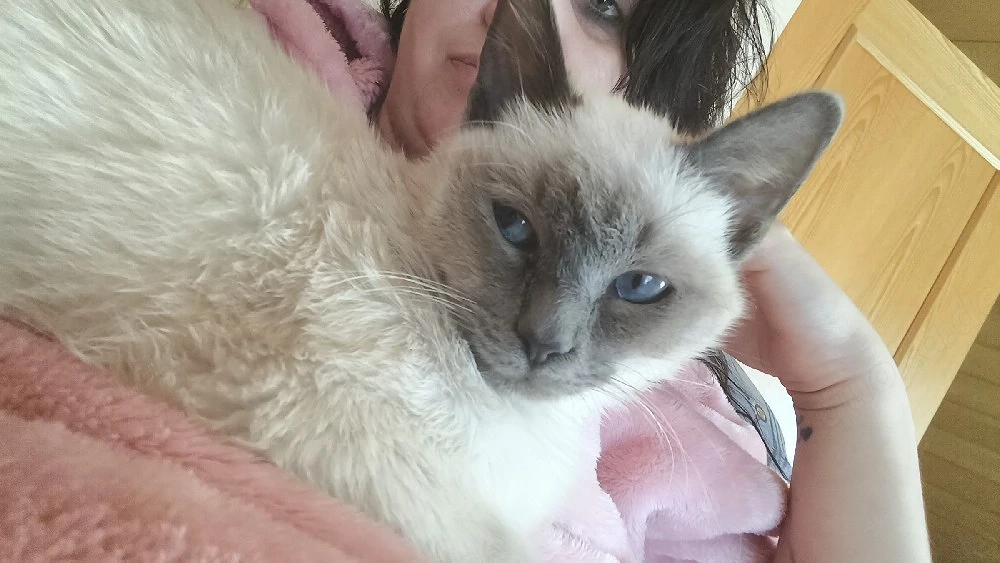 Heilige Birma kater