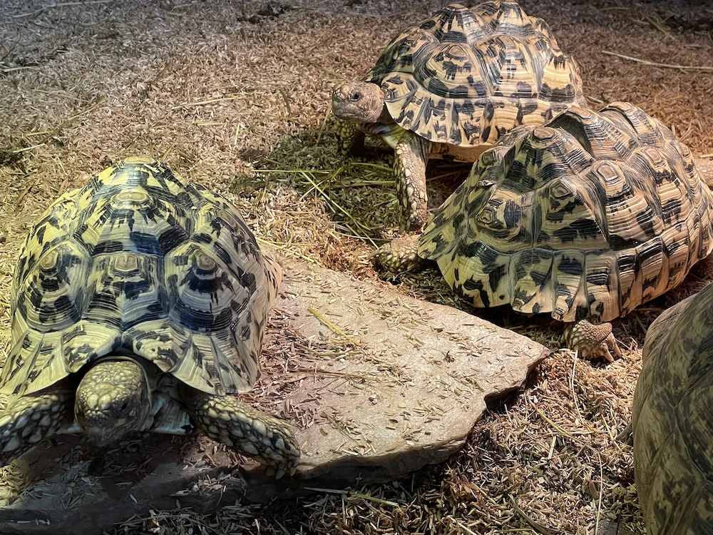 Nur noch eine weibliche Pantherschildkröte (Stigmochelys pardalis), NZ 2021, zu verkaufen 