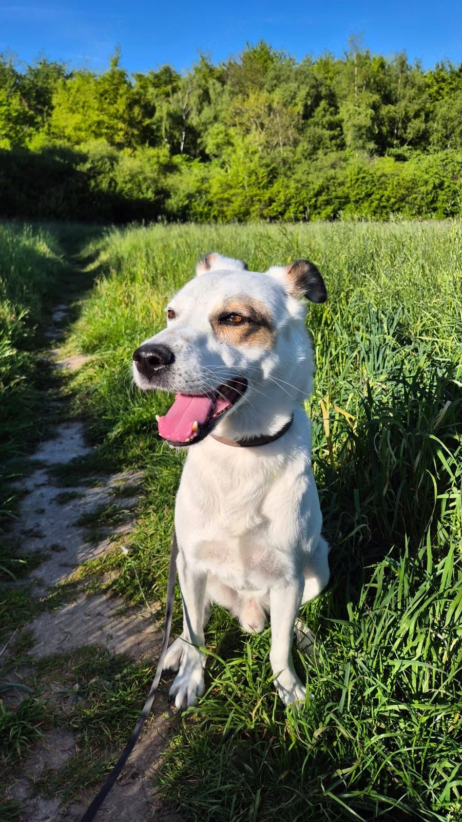 Murphy - Wirbelwind möchte aus der Stadt raus