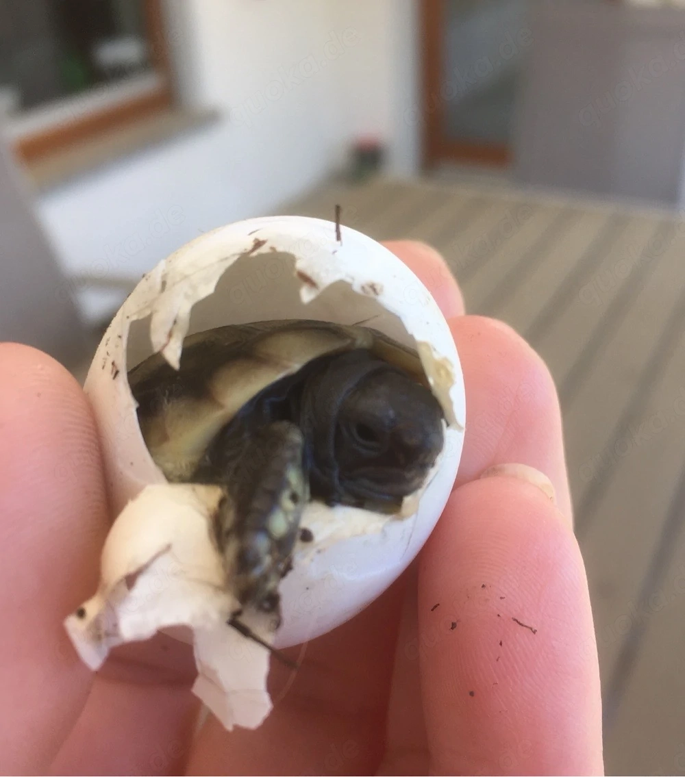 Griechische Landschildkröten THB Nachzuchten von 2021