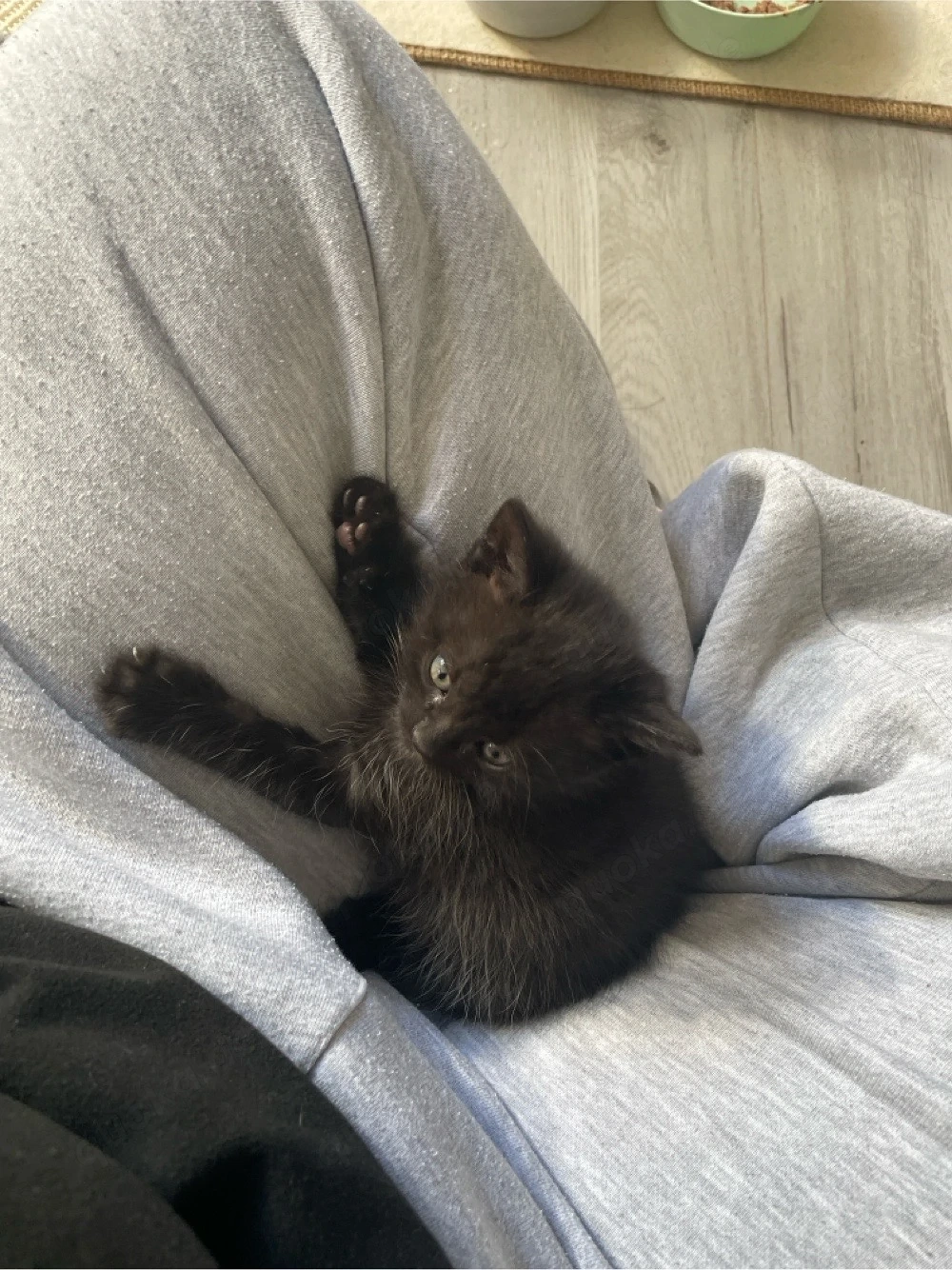 baby kater sucht dringendes zuhause!!!