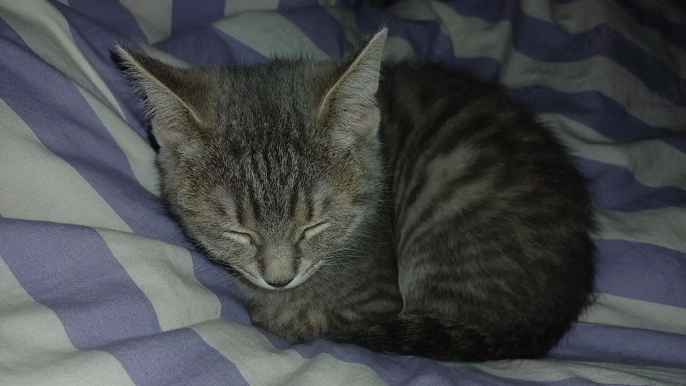Süser  katzen junge 