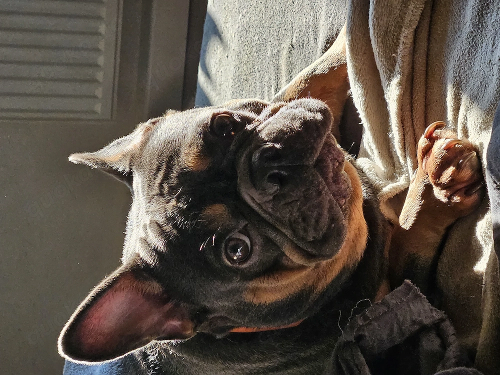 Französch-Englische Bulldogge