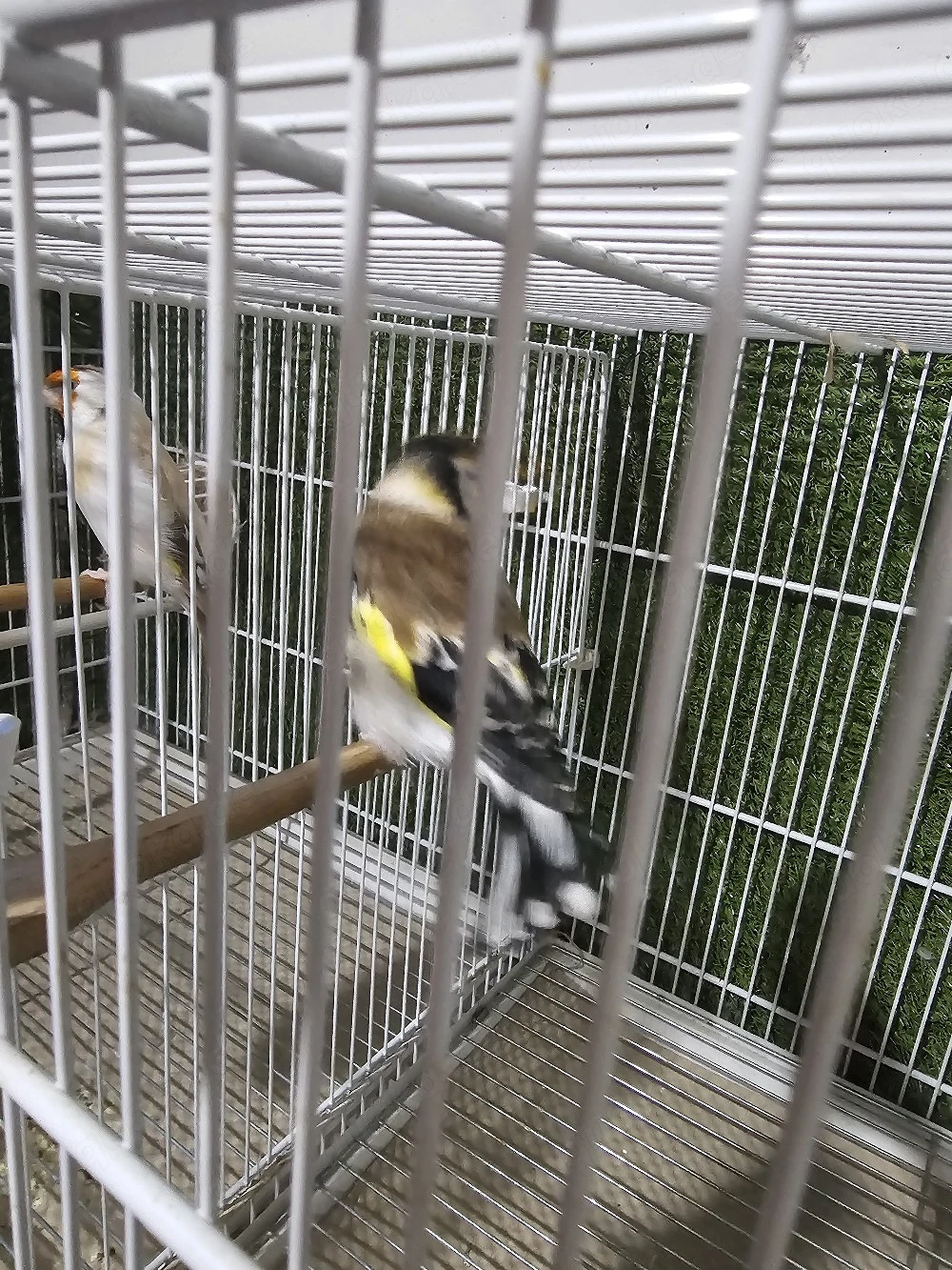 par vögel 