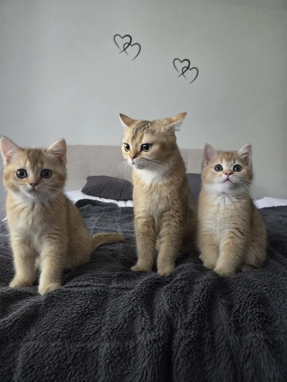 BKH Kitten 