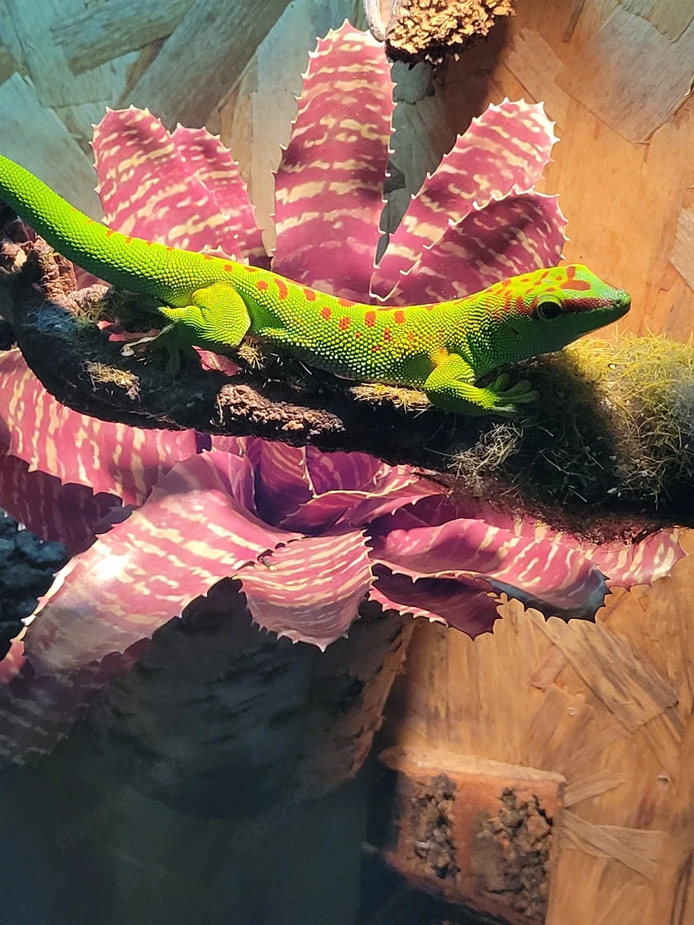 1.1 Phelsuma madagaskariensis Zuchtpaar