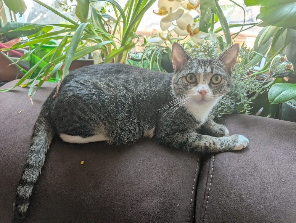 katze Mila 2 jahre alt