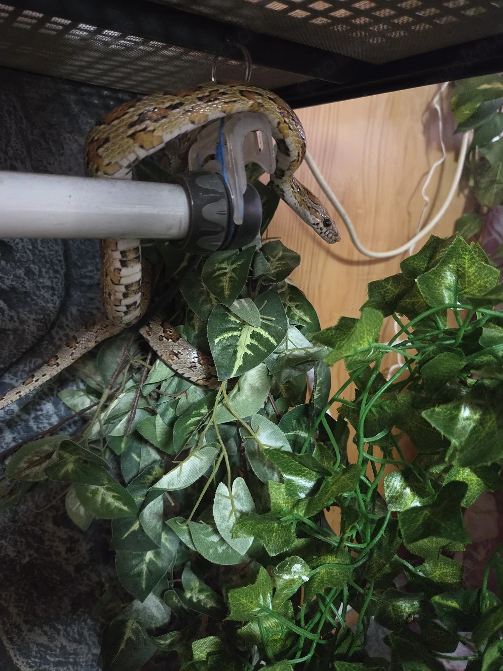 kornnatter mit terrarium 