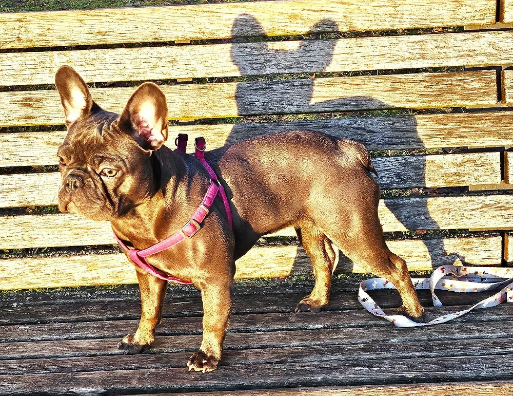 hund zu verkaufen 