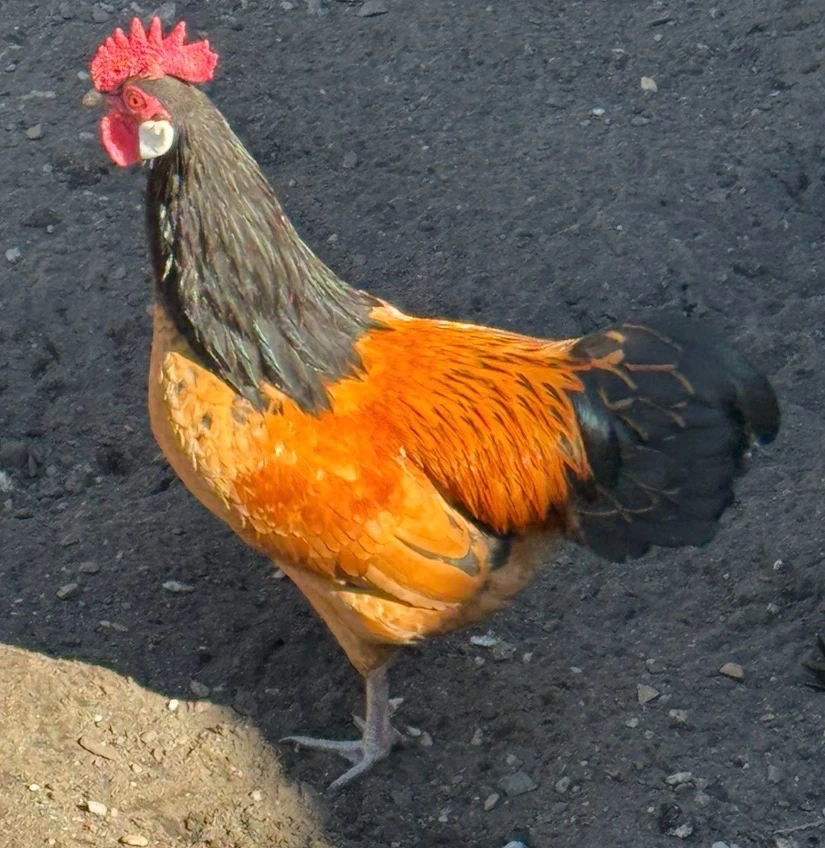 Zwerg-Vorwerkhühner