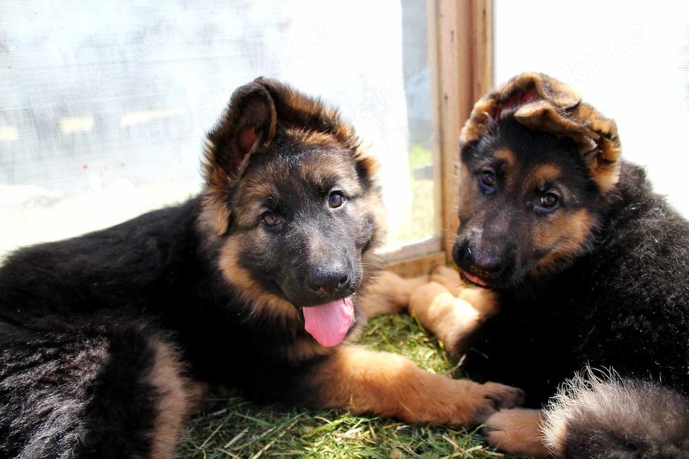 Deutsche Schäferhund Welpen (DSH)   Gerader Rücken   Bald abgabebereit
