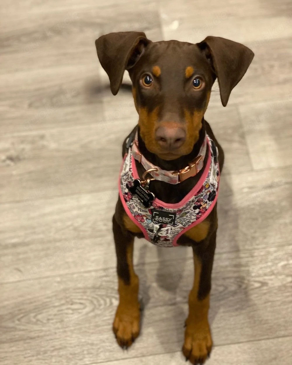 Wunderschöner 13 Wochen alter Dobermannwelpe sucht ein liebevolles Zuhause