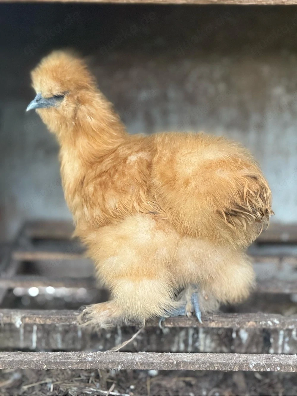 BE Eier Bruteier Zwergseidenhühner US Silkies Seidenhühner 