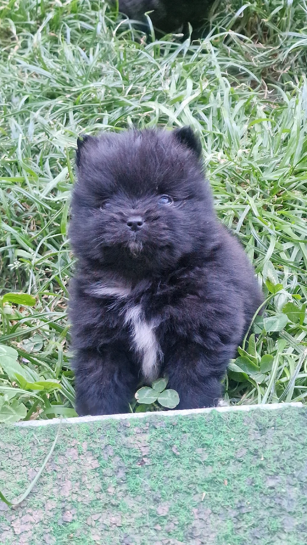 Reinrassige Pomeranian 
