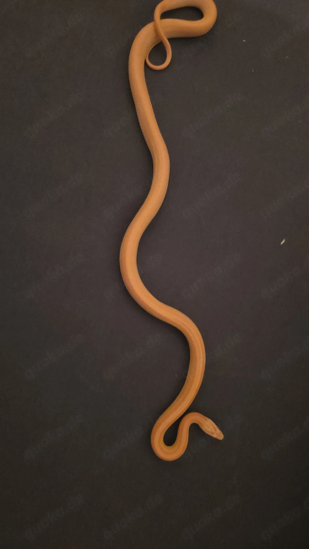 Kornnatter (Pantherophis guttatus)