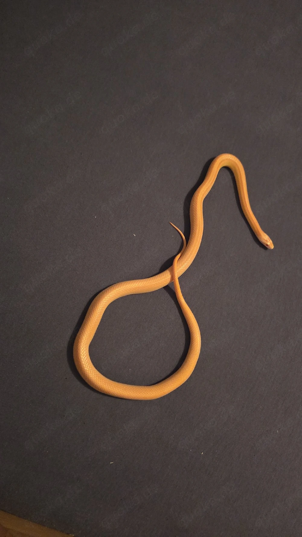 Kornnatter (Pantherophis guttatus)