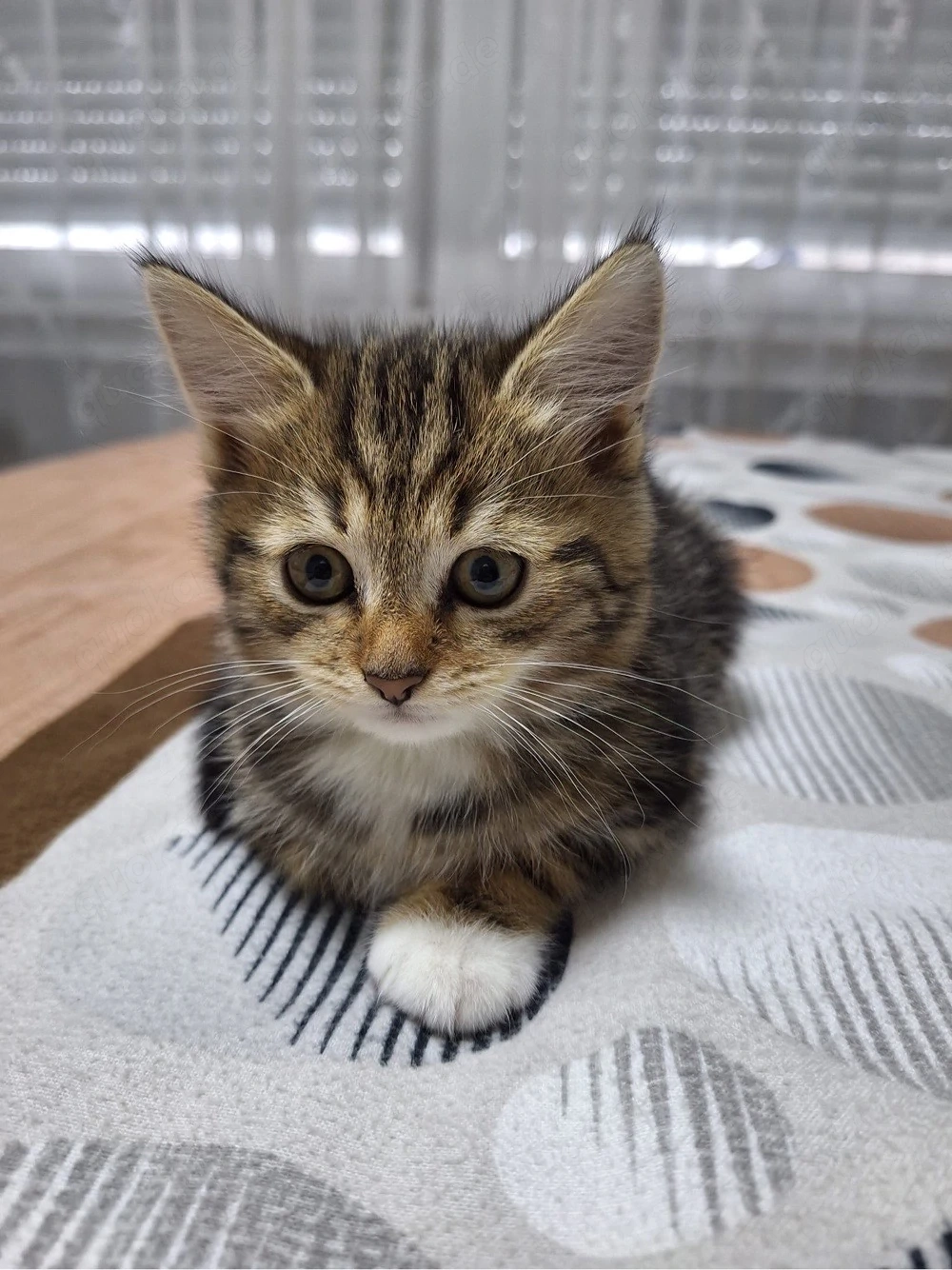 Schöne Katze Nala (weiblich) sucht ein neues Zuhause   