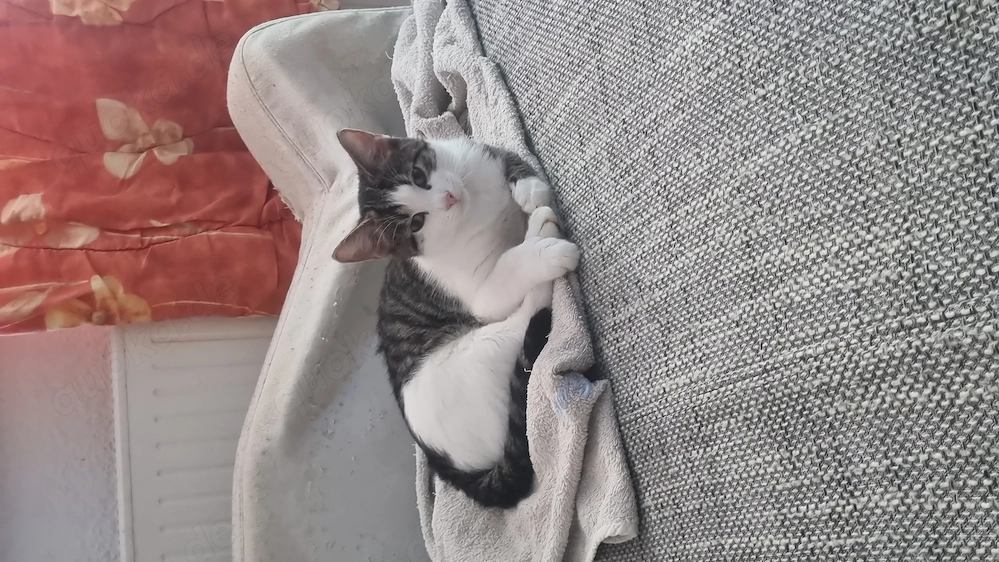 kater suchen neues zuhause 