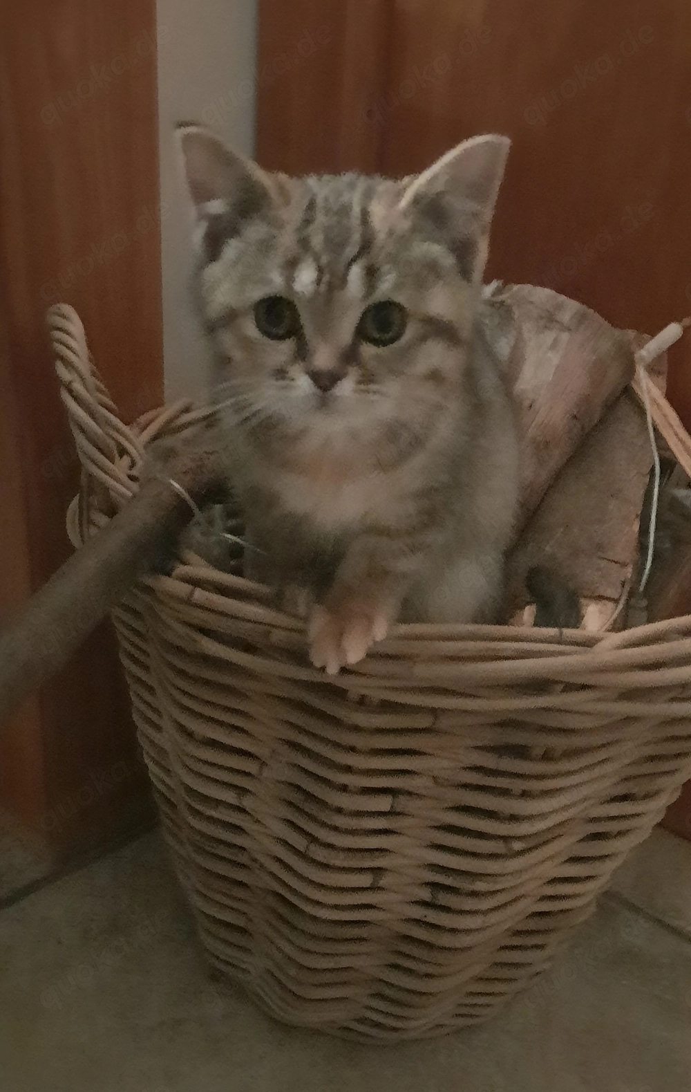 16 Wo alte BKH Kitte, weiblich, braun- beige getigert, lieb und  verschmust in gute Hände abzugeben.