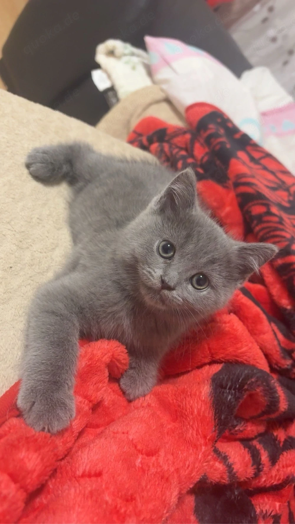 hübsche britischkurzhaar kater sucht neues zuhause
