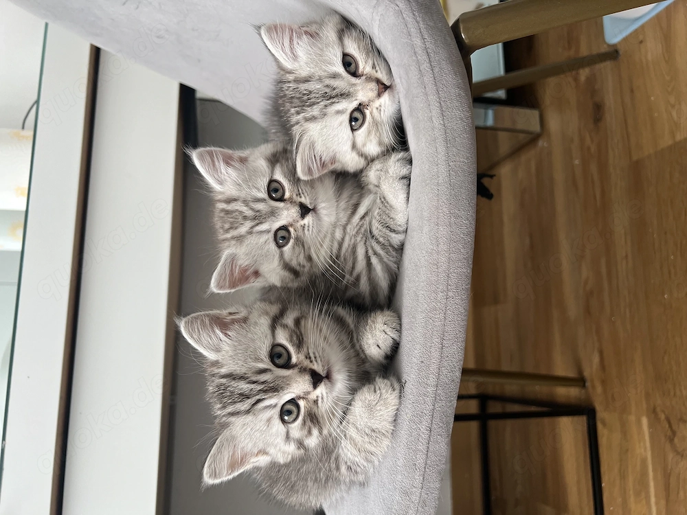 Britisch Kurzhaar kitten 