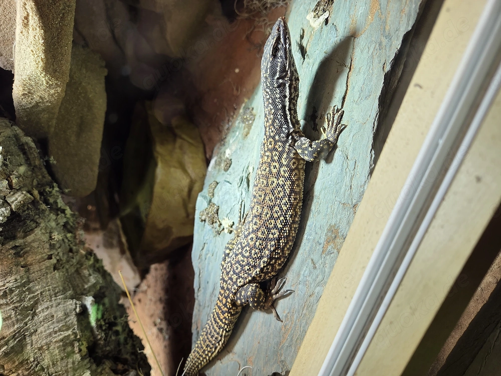 1.1. Stachelschwanzwaran   Varanus acanthurus 