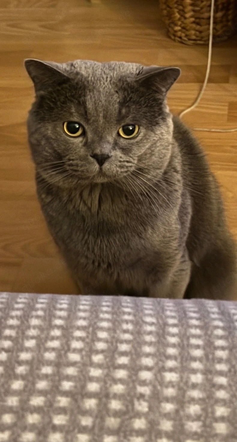 BKH Deckkater!