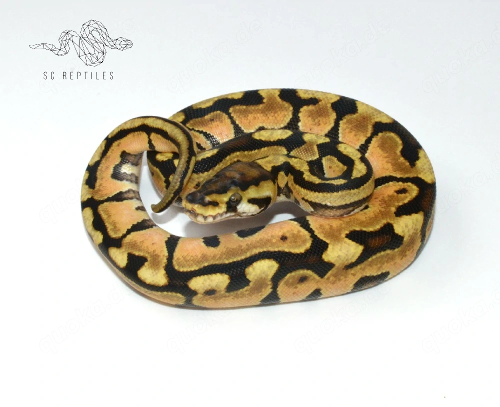 RESERVIERT 0.1 Spotnose Enchi 66% DH Genetic stripe Clown, Königspython 