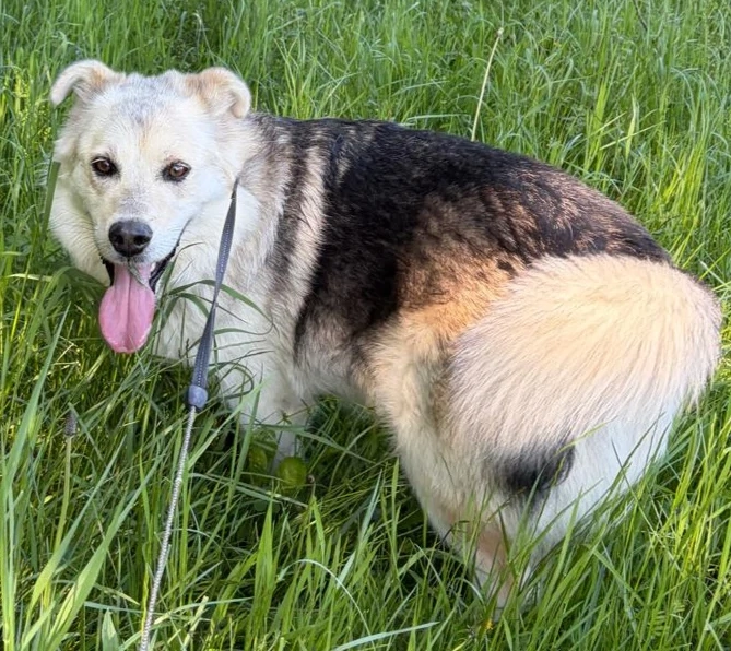  Husky Collie Rüde 5j 55cm 22kg Anfängerhund KINDERLIEB 