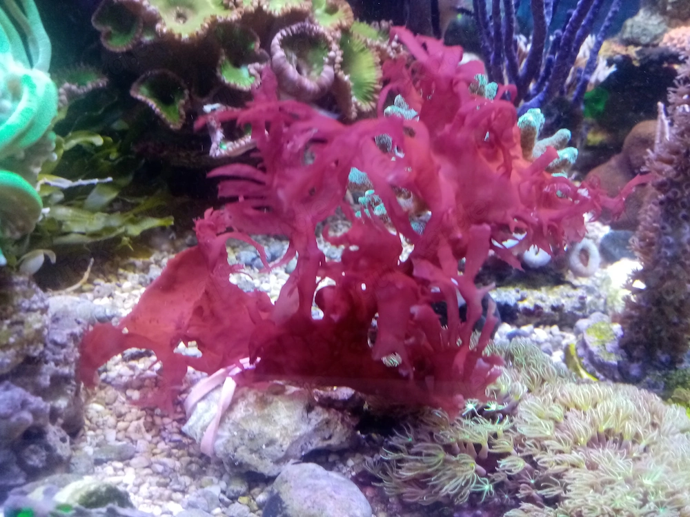 Schöne Ableger Korallen, Rotalge, Meerwasser Salzwasser Aquarium, Versand !!