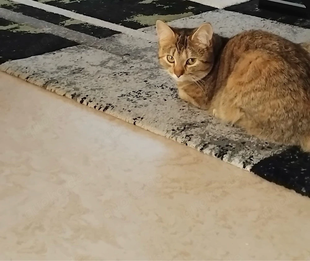 verkaufen katze 