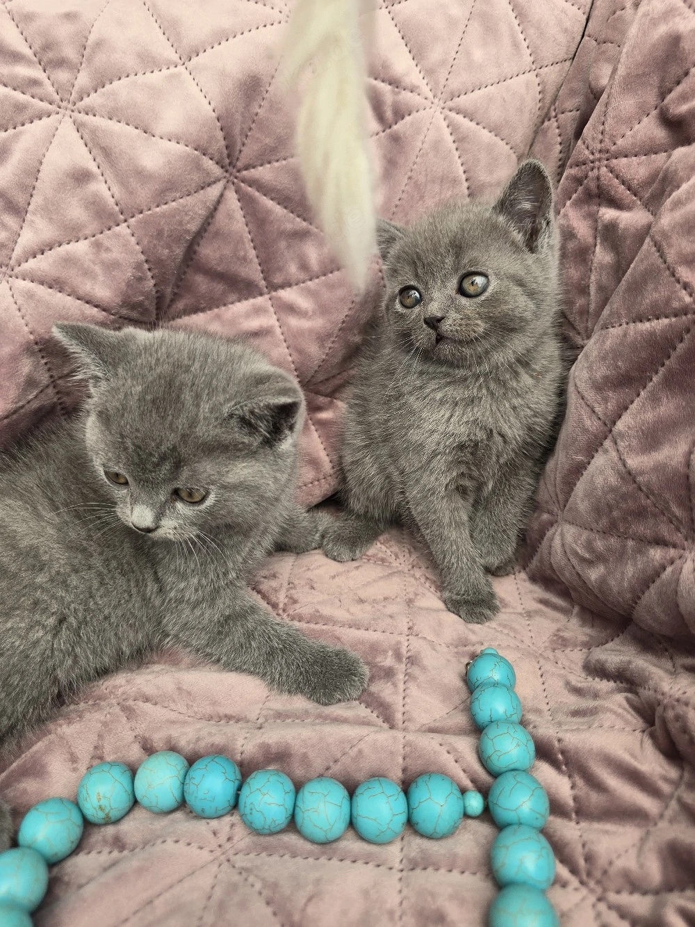 Britisch Kurzhaar Kitten zu verkaufen (1 Mädchen, 1 Junge)