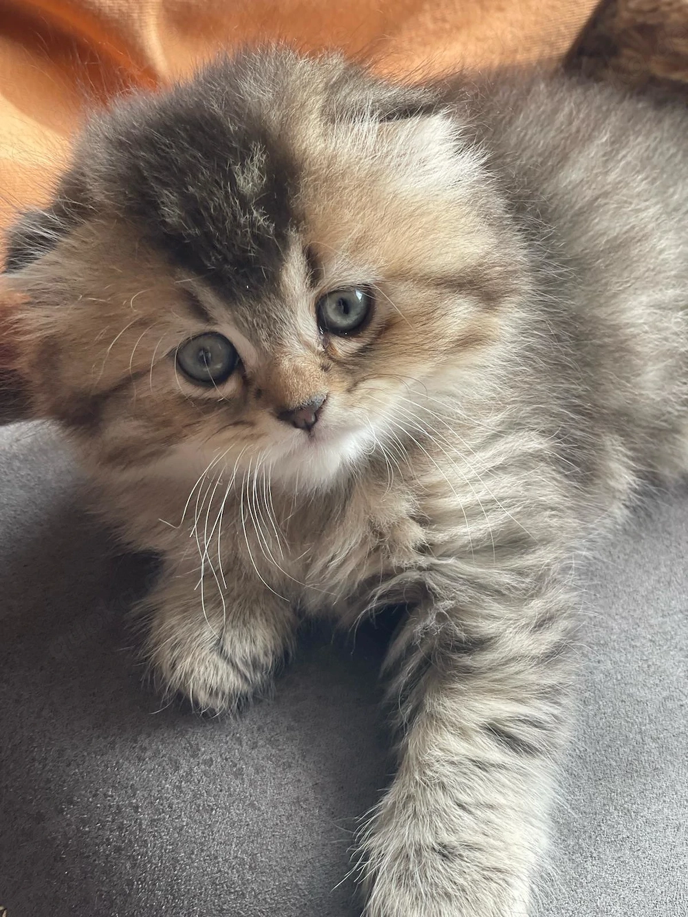 Wunderschöne flauschige Kitten-Dame sucht ein liebevolles Zuhause 