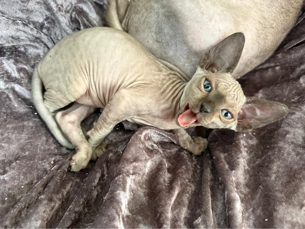 sphinks katze