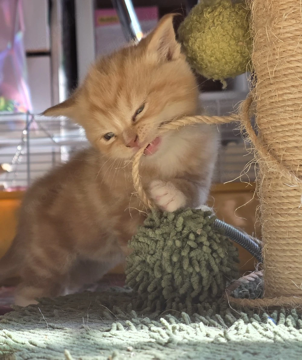 Edel Mix Kitten