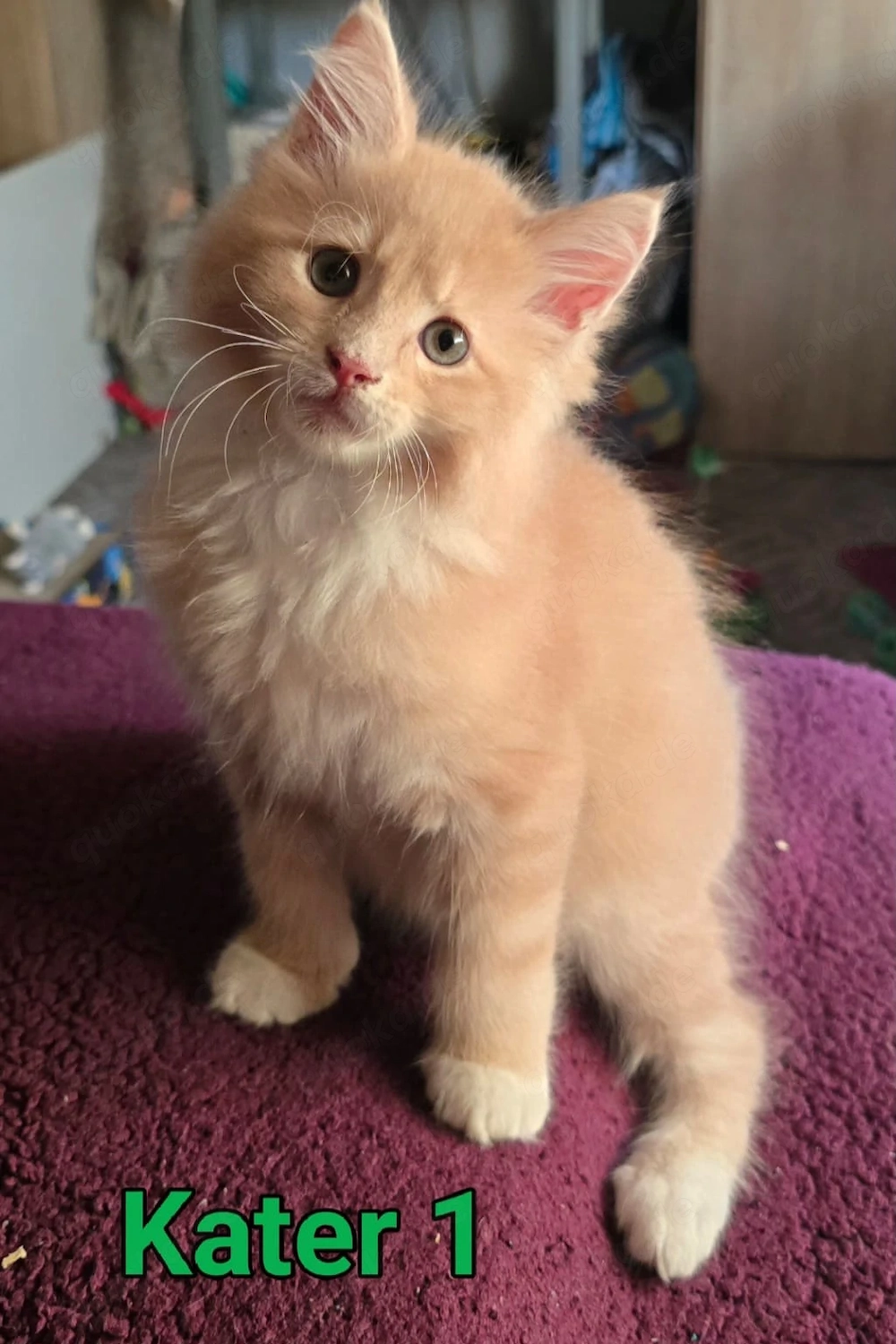 Maine Coon Katzen