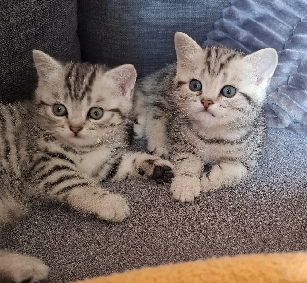 ganz liebevolle, sehr menschenbezogene Whiskas-BKH-Kitten