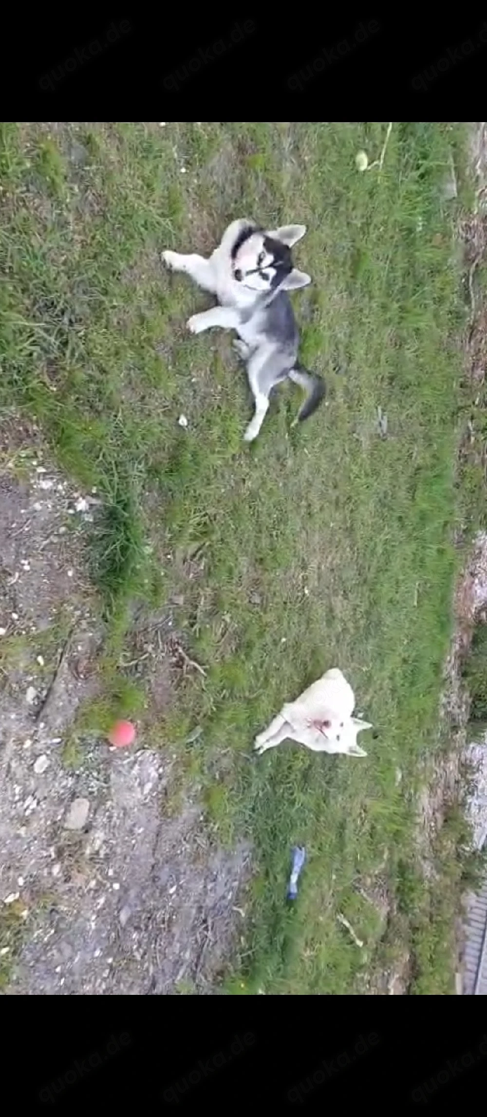 Husky Welpe Rüde 
