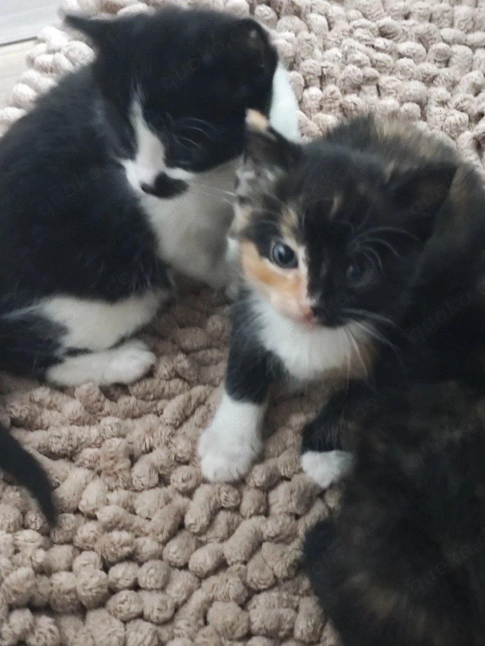 Maine Coon Perser Mix Kitten weiblich 