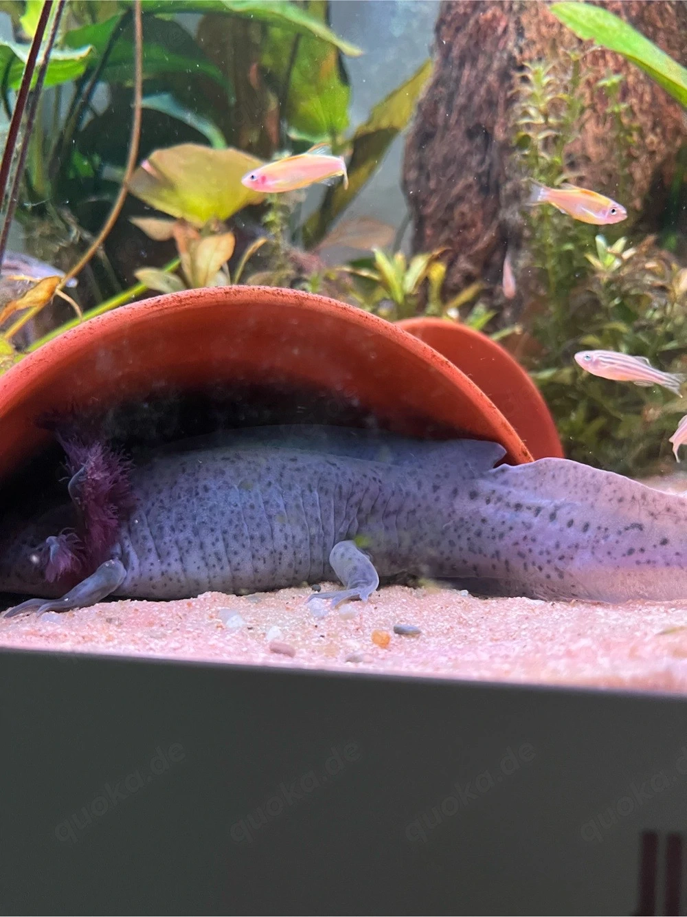 Axolotl.  
